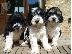 PoulaTo: Cavapoo Red